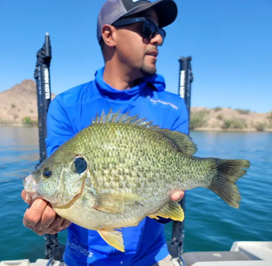 Joshua Daniels record redear