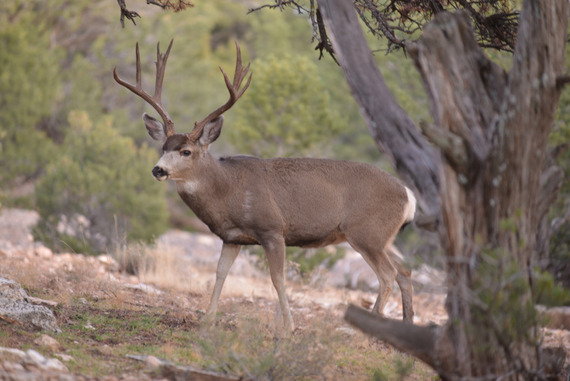 Mule Deer