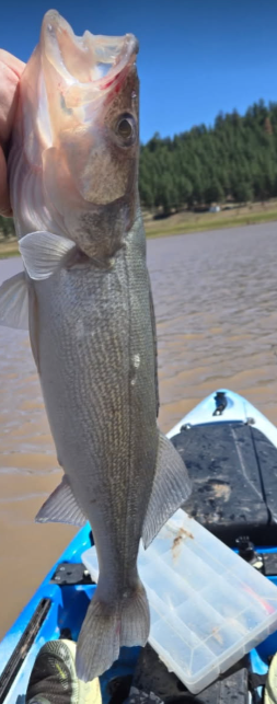 Upper Lake Mary Matt