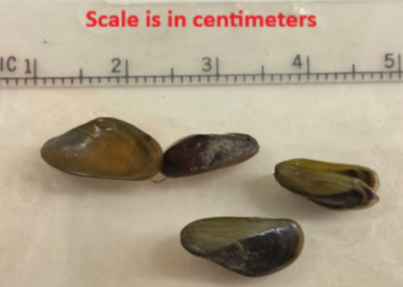 Golden mussels from CA