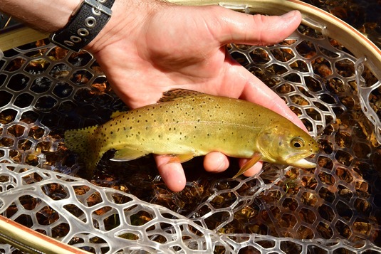 Apache trout Aug 2025 FR
