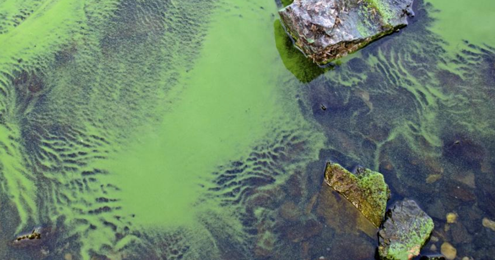 Algae bloom ADEQ