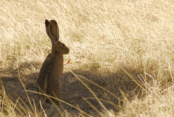 Jackrabbit