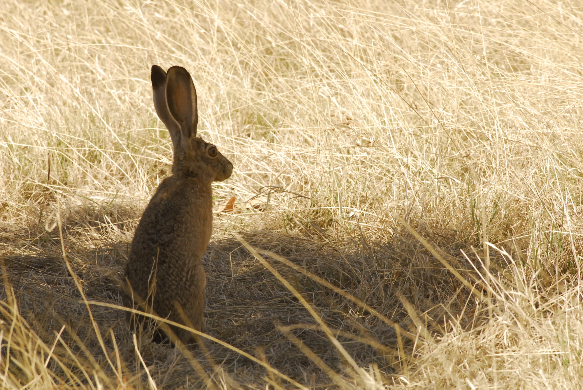 Rabbit virus circulating again across Arizona