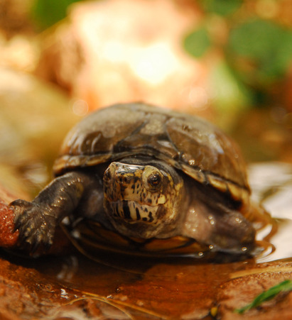 Wild+Life: For people who care about Arizona's wildlife