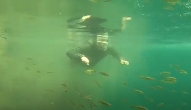 Fossil Creek snorkel survey video