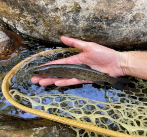 Sam first article photo E Verde