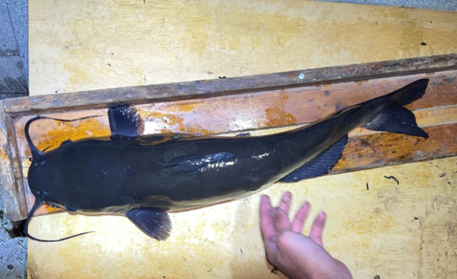 Jack Goldwater upper