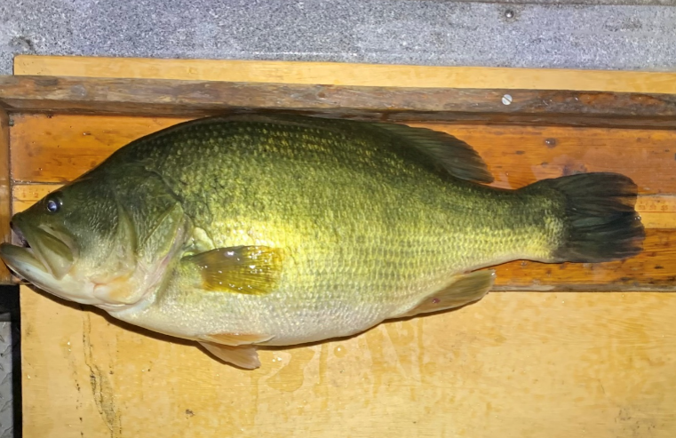 Jack Goldwater lower