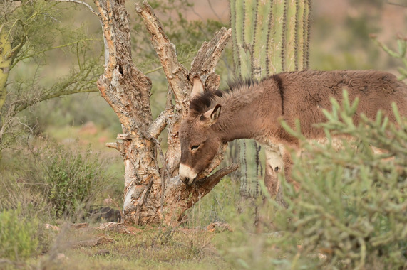burro eating damaged palo verde tree