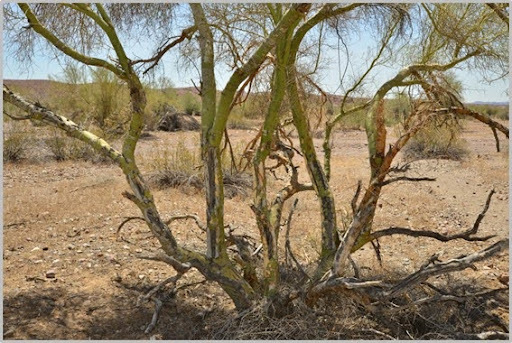 burro-damaged palo verde tree
