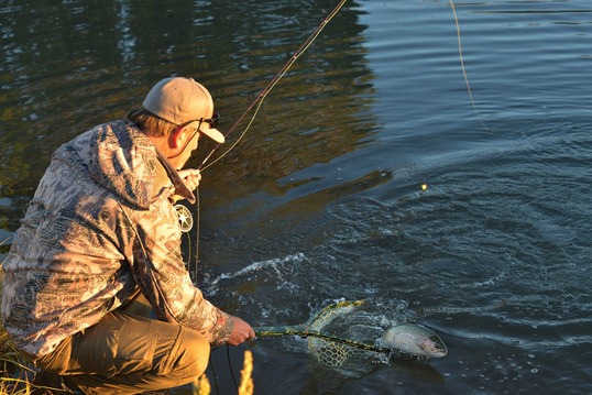 Trout in net feature photo