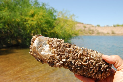 Invasive mussels
