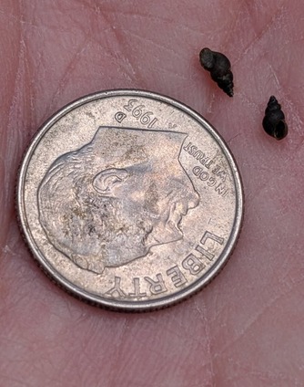 New Zealand mudsnails next to a dime cropped