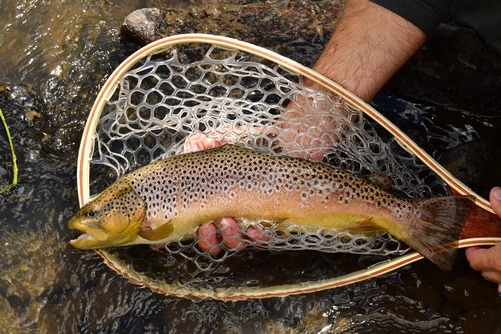 Trout in net