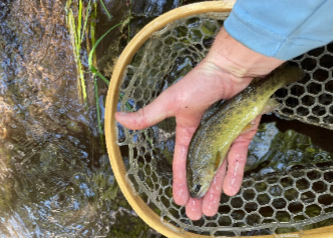 Bonita Creek first photo