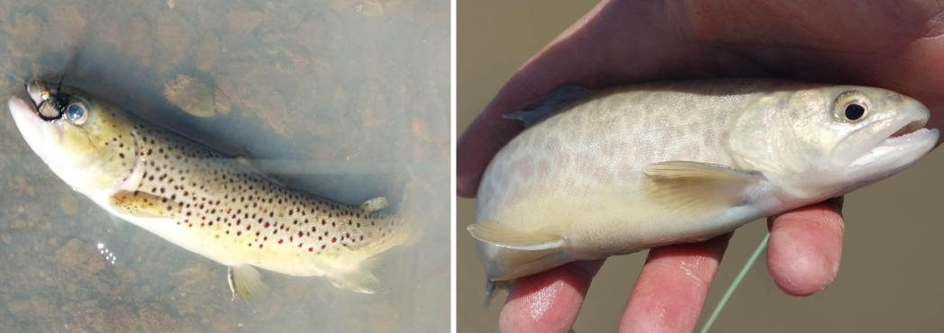 Combined Kinnikinick fish