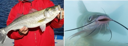 Combined Mead and Mohave regs changes