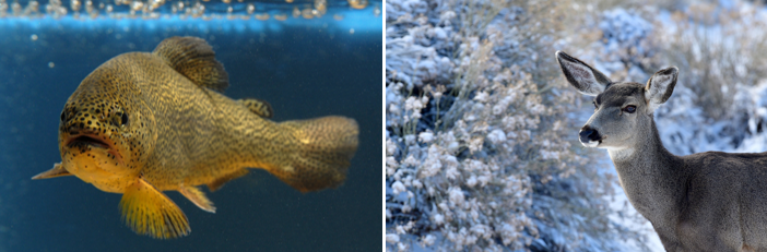 Combined Apache trout and deer Commission Banquet promo