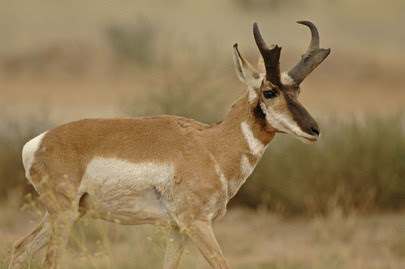 Pronghorn for 2026 reminder promo Jan19_2026