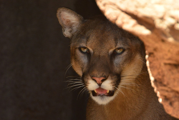 mountain lion close up