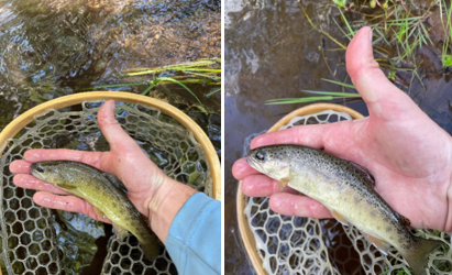 Bonita Creek combined