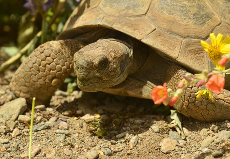 Desert tortoise