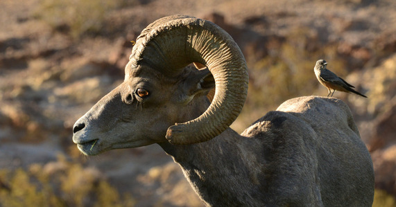 Bighorn sheep with bird
