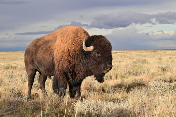 Bison