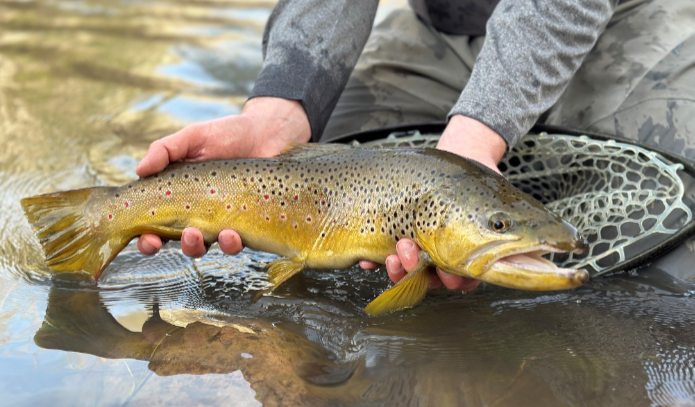 Sam Simmons Fish of the trip