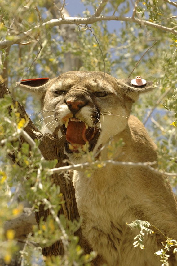 Mountain Lion 1