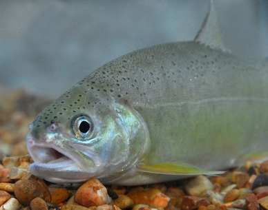 Gila trout
