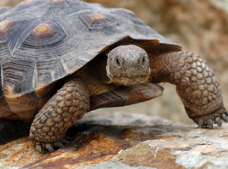 Sonoran desert tortoise 
