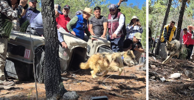 mexican wolf released Durango. CO