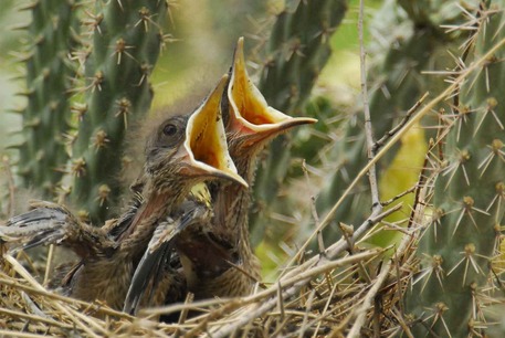 Baby birds nested in a cactus