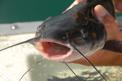 Catfish