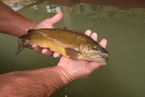 Gila trout broodstock
