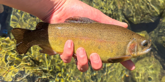 Oak Creek_4