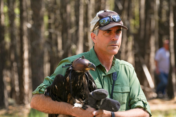 AZGFD biologist holding bald eaglet