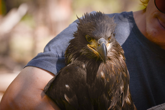 Bald eaglet