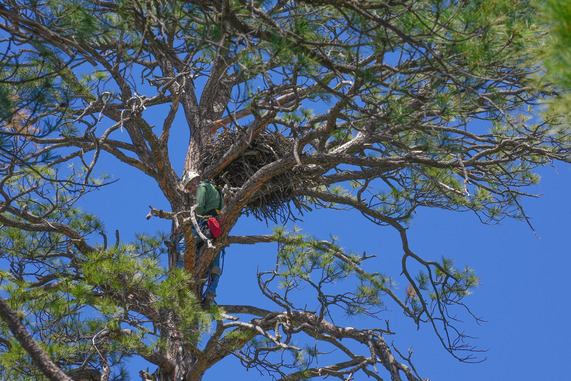 AZGFD biologist climbing tree