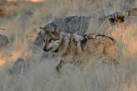 Mexican gray wolf
