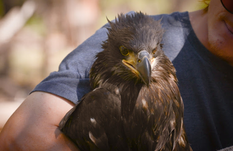 Bald eagle rescue