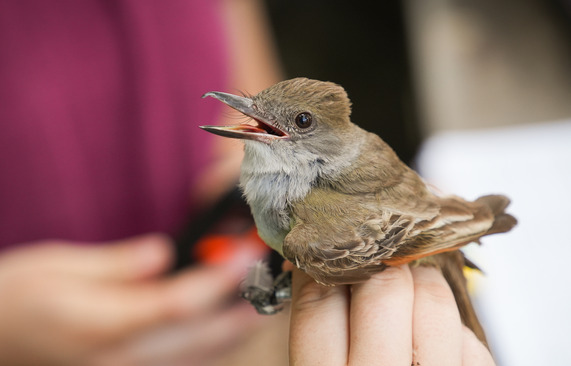 brown-crested flycatcher