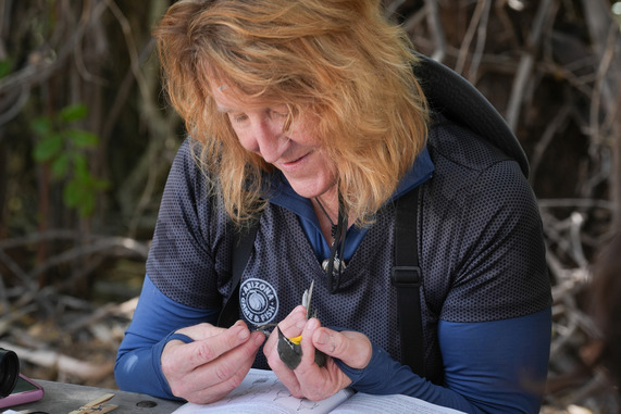 Bird banding Hassayampa
