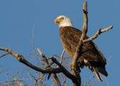 Bald eagle