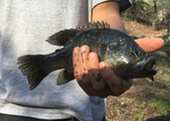 Green Sunfish