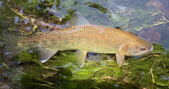Apache Trout in West Fork of Little Colorado River by AZGFD biologist Sam Simmons