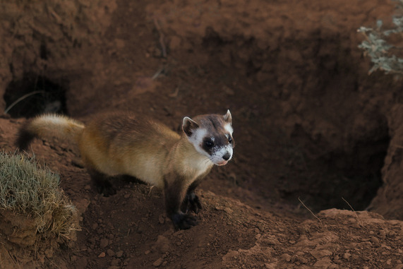 black-footed ferret near prairie dog burrow