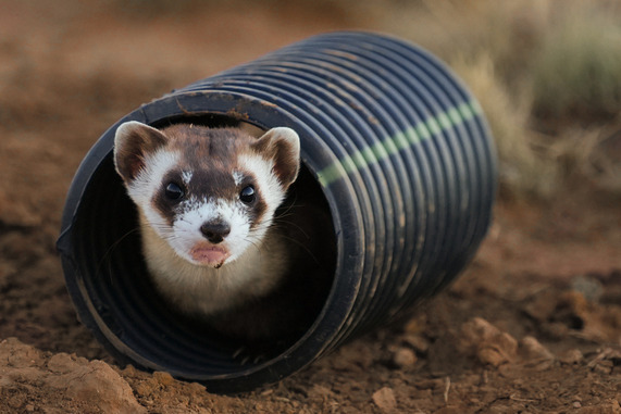 black-footed ferret